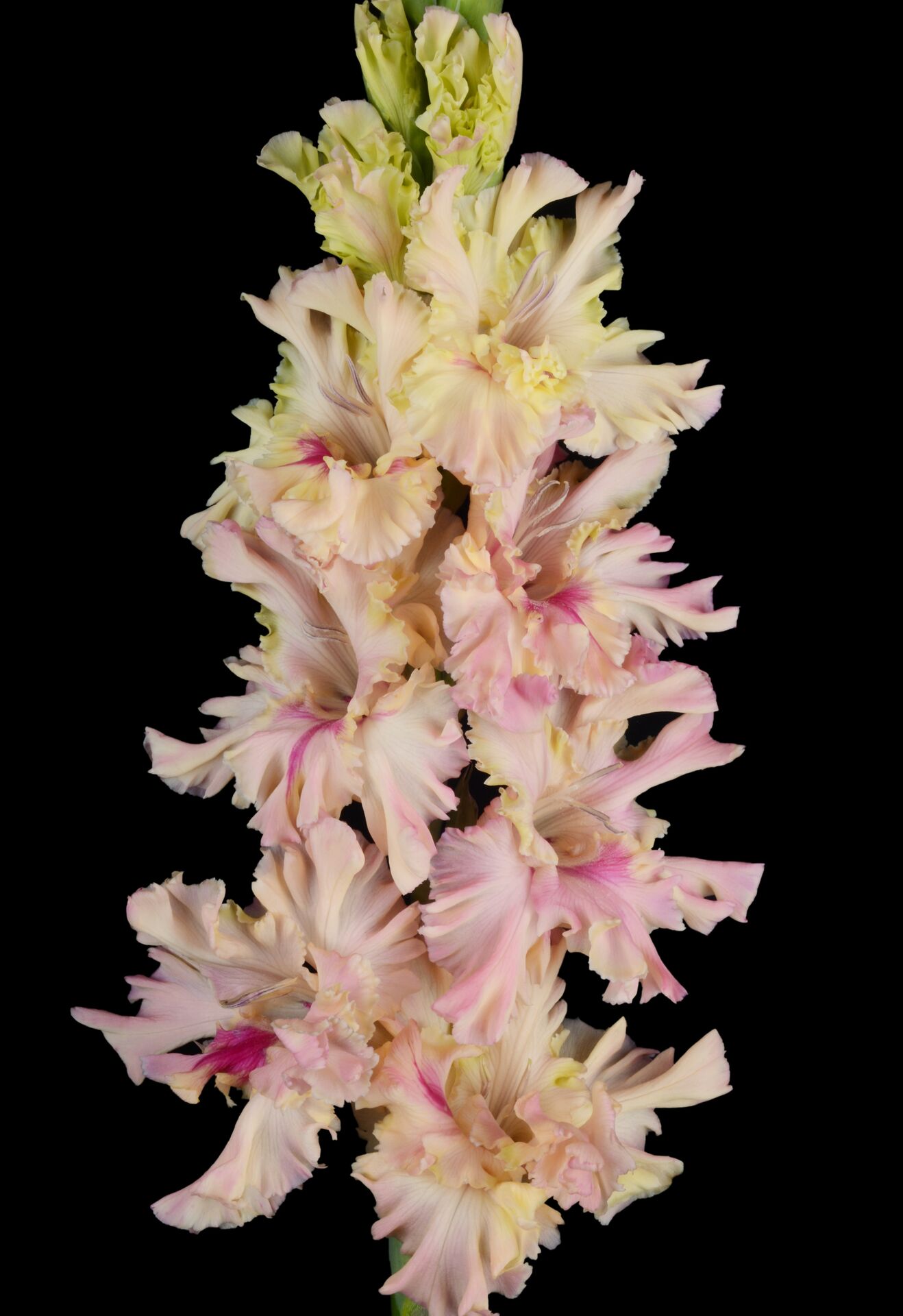 Гладиолус крупноцветковый Жертва Дракону